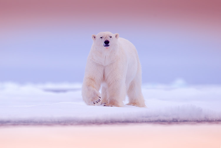un ours polaire se promène sur la banquise